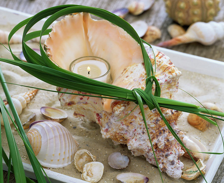 Large Seashell With Candle And Grass Wreath In Bowl With Sand Photograph by Friedrich Strauss