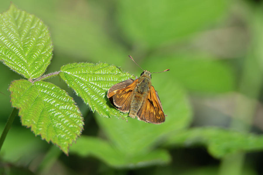 Large Skipper Butterfly Photograph by Scott Lyons