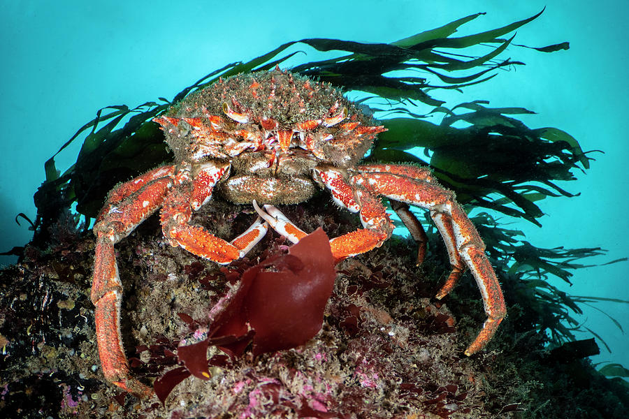 Large Spider Crab In Front Of Cuvie Kelp, Porthkerris Photograph by ...