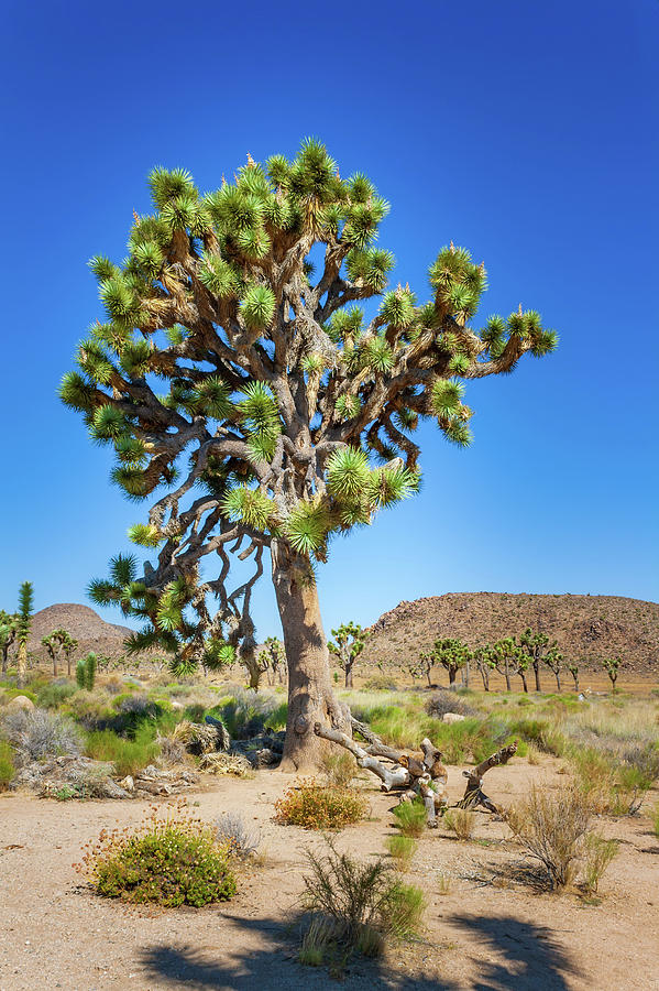 Large tall Joshus Tree in Joshua Tree National Park in Californi