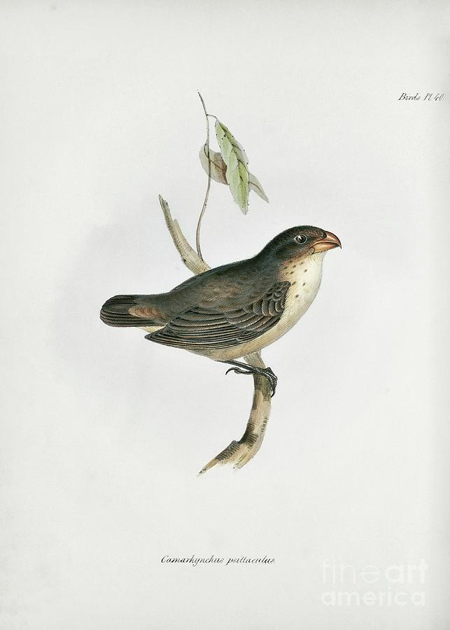 Large Tree Finch Photograph by Library Of Congress, Rare Book And Special Collections Division/science Photo Library