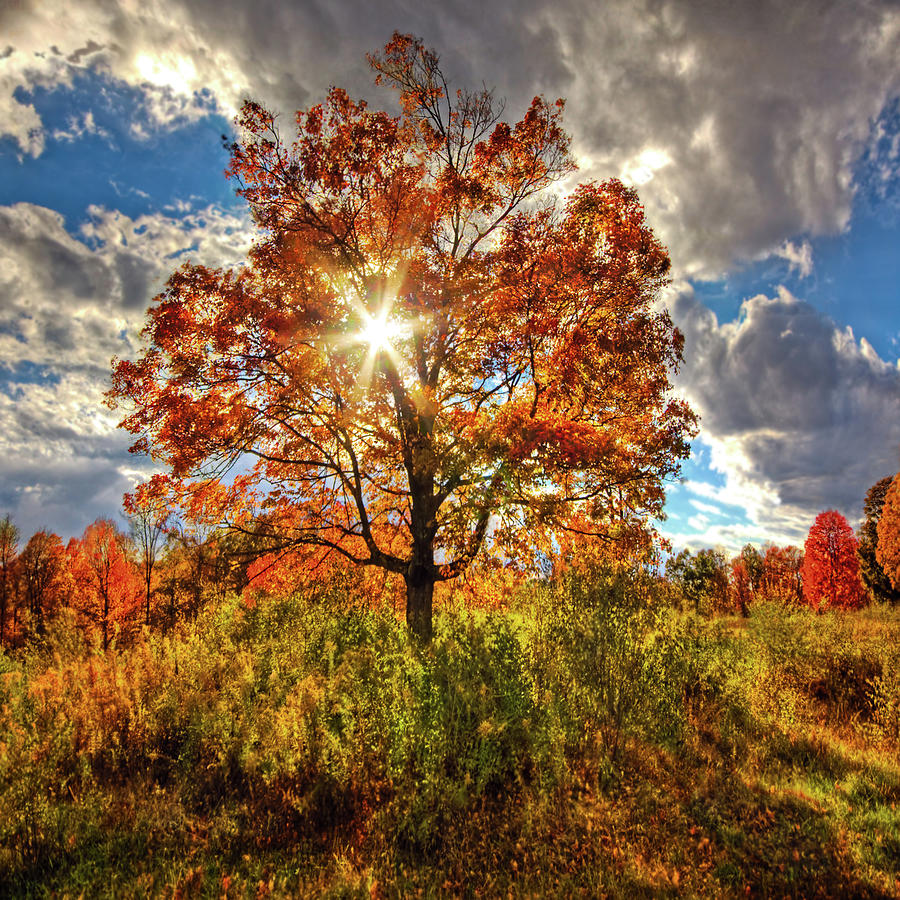Large Tree In Autumn Color With Light Photograph by Melinda Moore