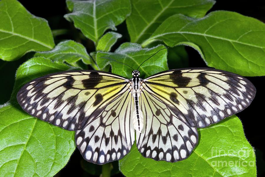 Large Tree Nymph Butterfly Photograph by Dr Keith Wheeler/science Photo ...