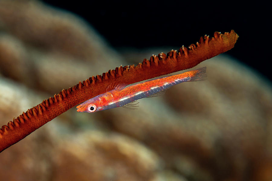 Large Whip Goby Photograph by Andrew Martinez