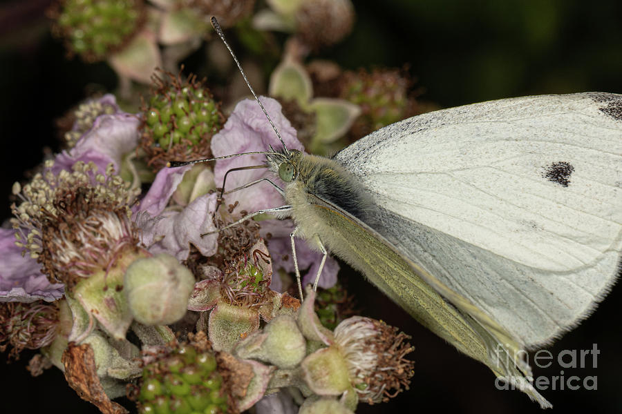 large White by Brian Roscorla large White by Brian Roscorla