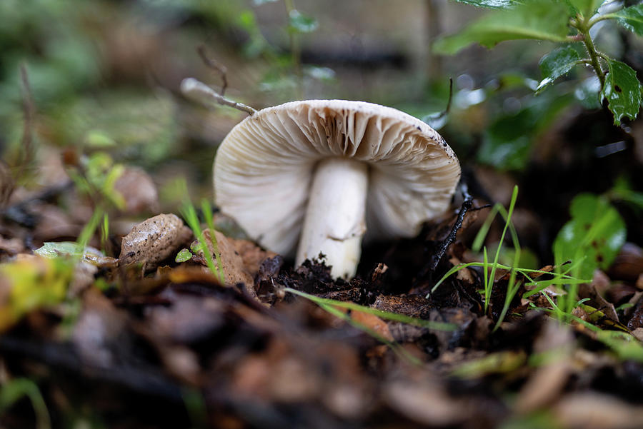 Large White Mushroom Growing In Soil On Forest Floor In California ...