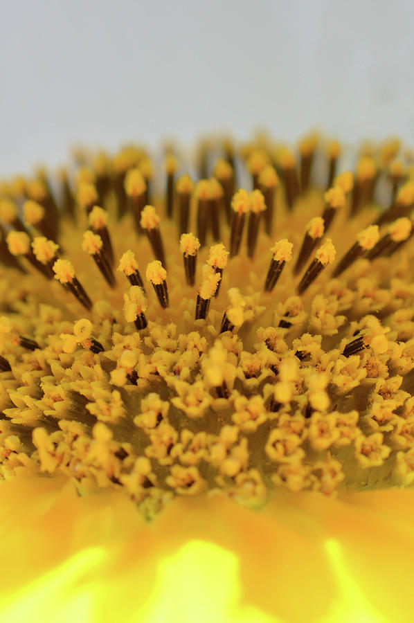 Large Yellow Sunflower Head Photograph by Jennifer Wallace