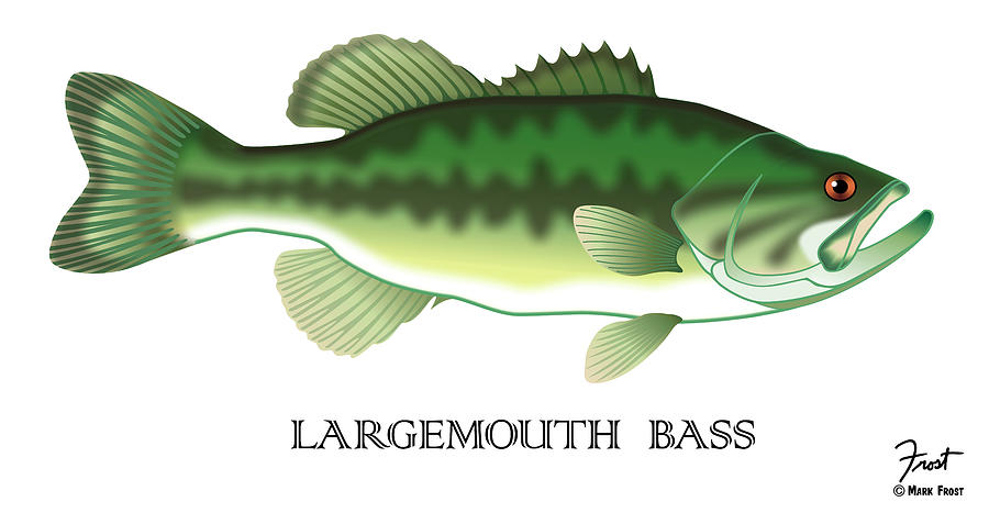 Largemouth Bass Digital Art by Mark Frost - Pixels