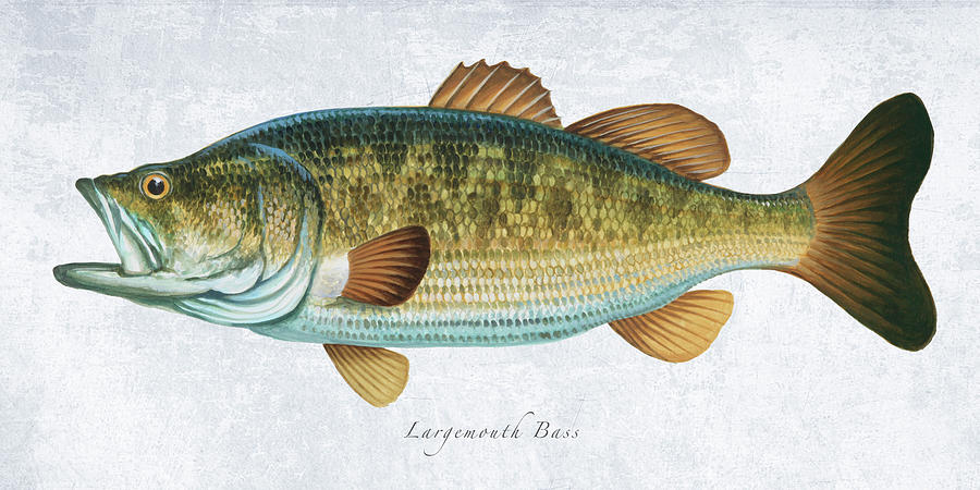 Largemouth Bass Portrait Painting