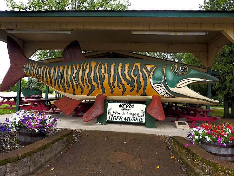 Largest Tiger Muskie Photograph by Richard Thomas