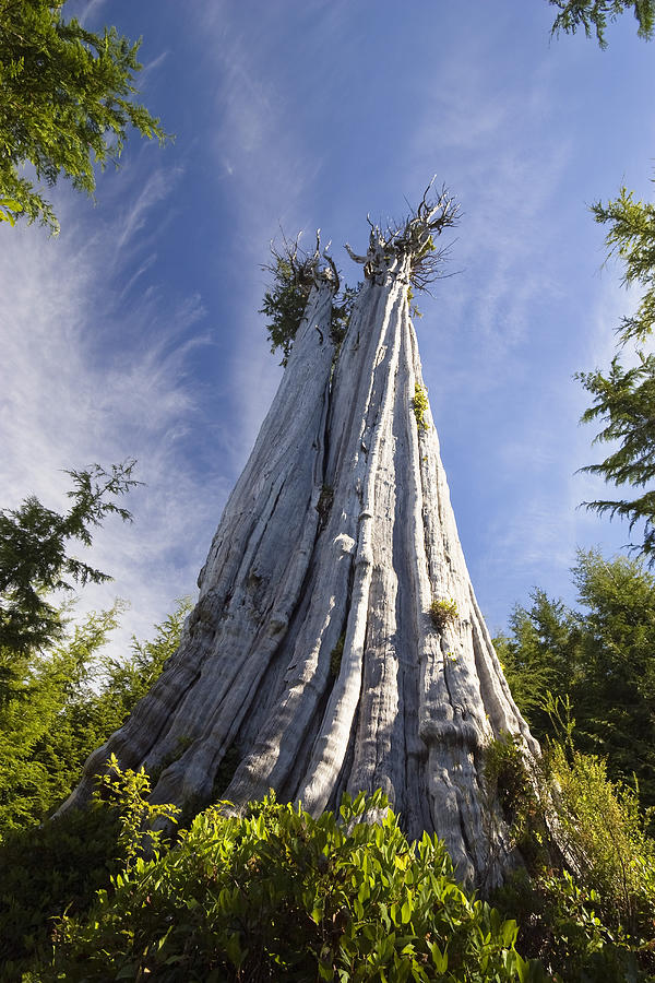 Largest Western Red Cedar Tree In The World, Thuja Plicata, Olympic