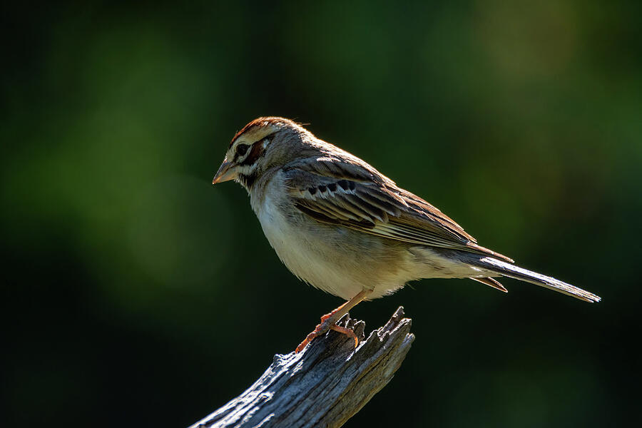 Lark Sparrow Early Morning Photograph by Debra Martz - Fine Art America