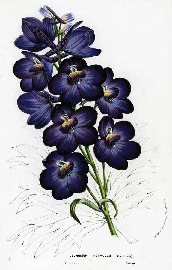 Larkspur hybrid, Delphinium formosum. Flowers of the Gardens and Hothouses of Europe, Belgium, 1857. Drawing by Album