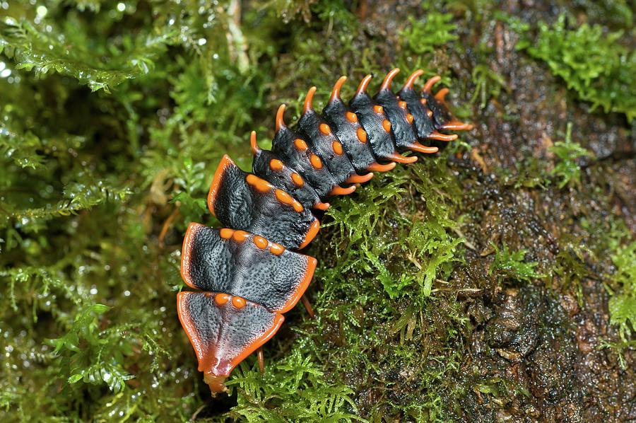 Larva Of Trilobite Beetle (duliticola Photograph by Nick Garbutt | Pixels