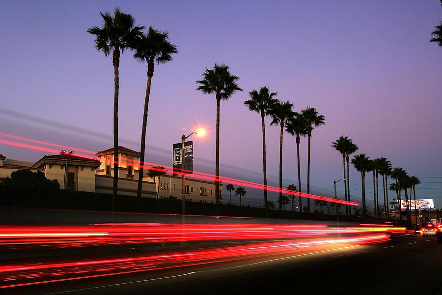 Hollywood Photograph - Las Signature Palm Trees Are by David Mcnew