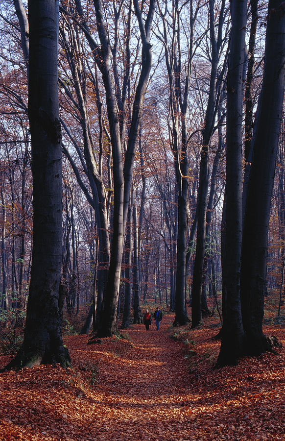 Las Wolski Forested Area Photograph by Lonely Planet