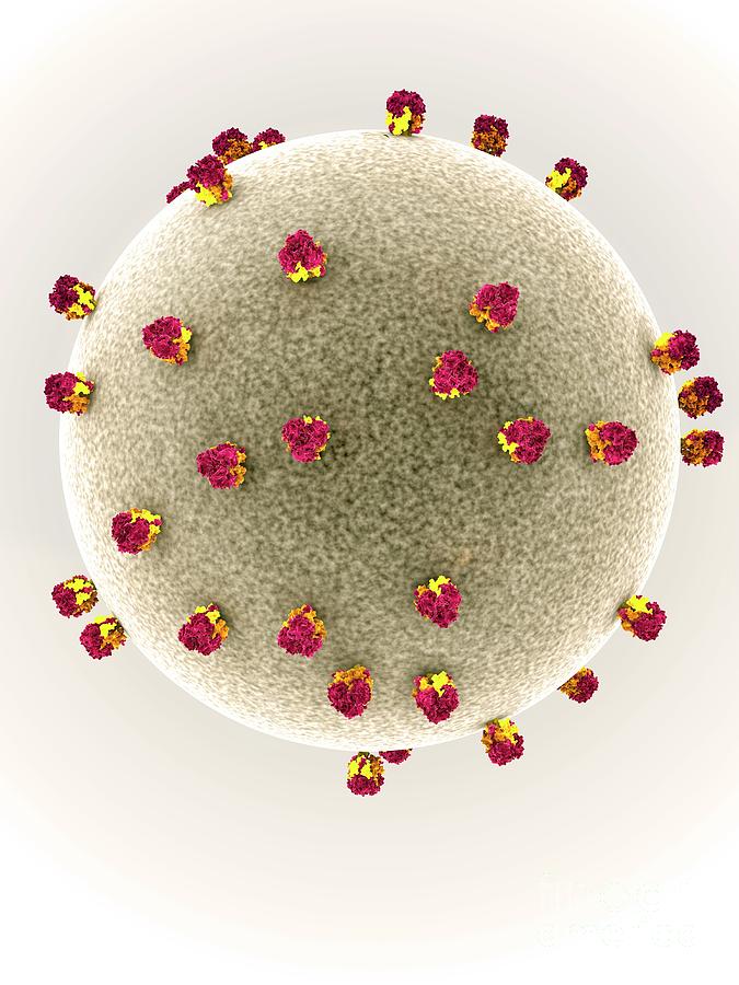 Lassa Virus Particle by Ramon Andrade 3dciencia/science Photo Library