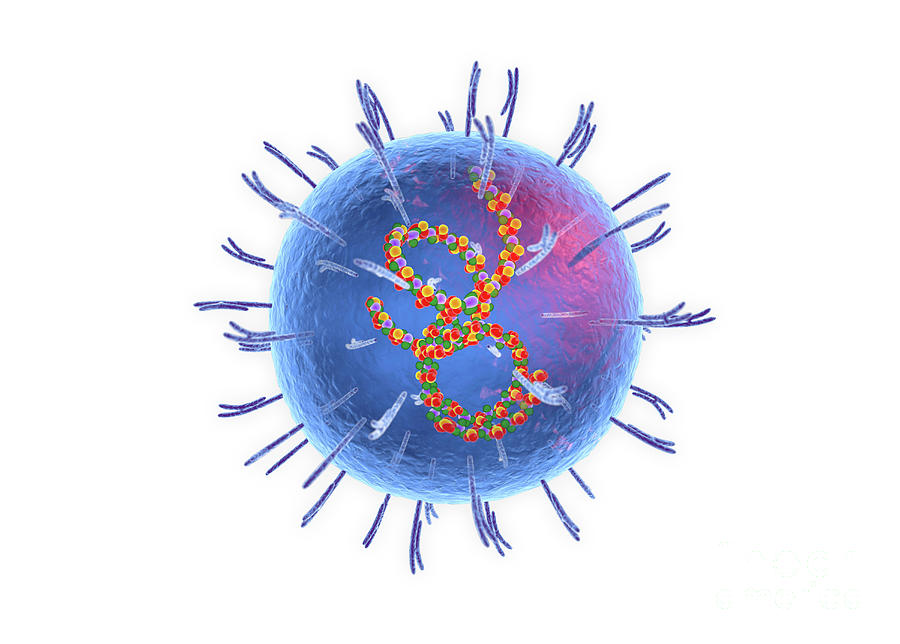 Lassa Virus by Roger Harris/science Photo Library