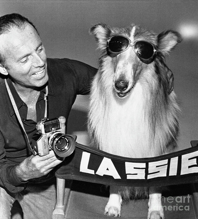 Lassie And Photographer Francesco Photograph by Bettmann