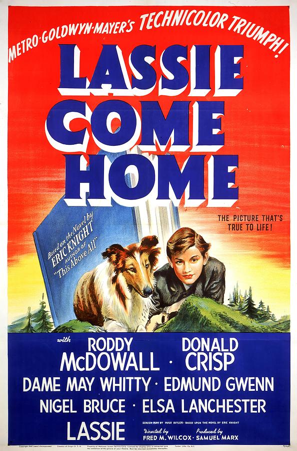 Lassie Come Home -1943-. Photograph by Album