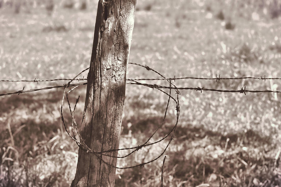 Lassoed Barb Wire Photograph by JAMART Photography