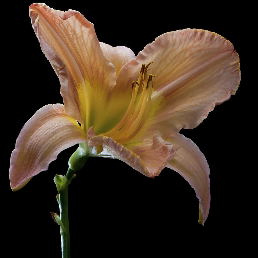 Last Day Lily Flower Photograph by Ian Grainger