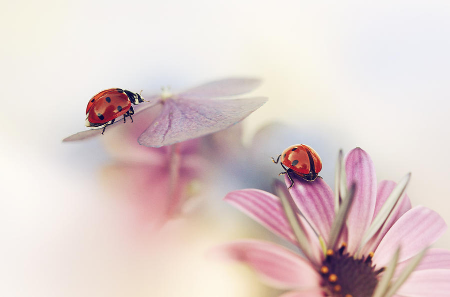 Ladybug Photograph - Last Days Of Summer by Ellen Van Deelen