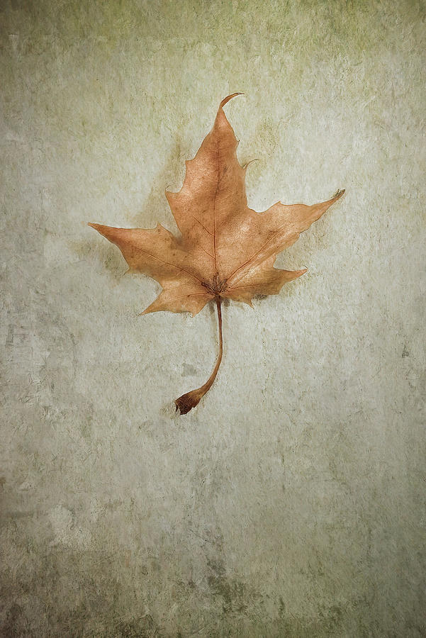 Last Days by Scott Norris Last Days by Scott Norris