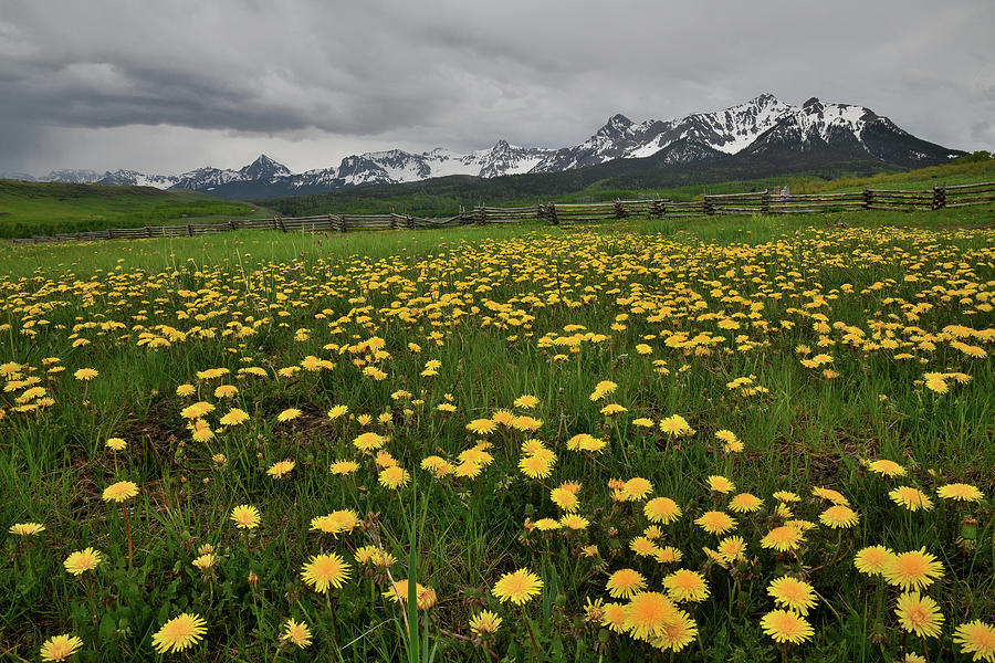 Last Dollar Road Dandelions Photograph by Ray Mathis