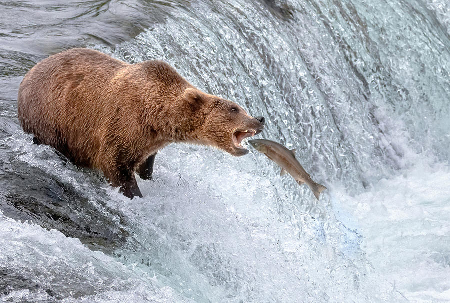 Salmon Photograph - Last Jump! by Jie Jin