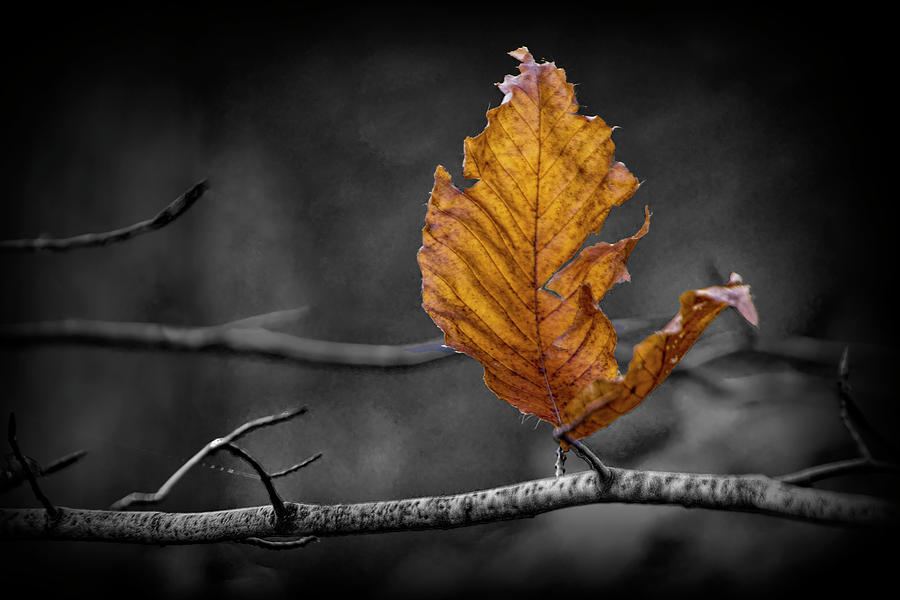 Last Leaf of Autumn in Selective Color Photograph by Randall Nyhof