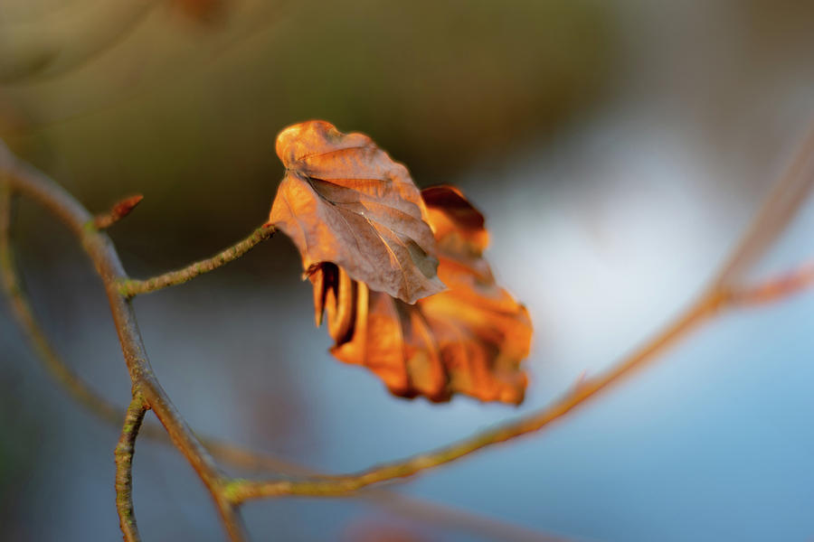 Last leaves of autumn Photograph by Scott Lyons