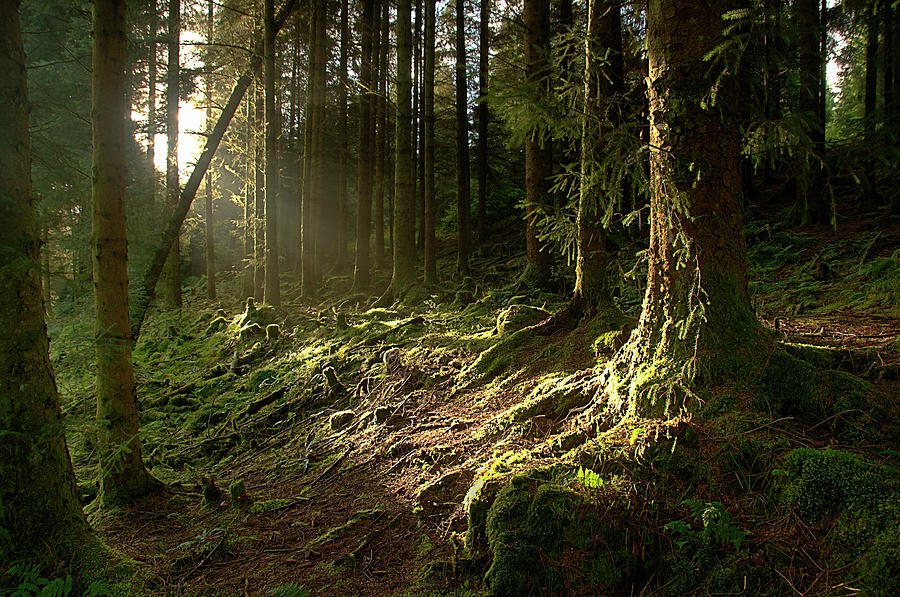 Last Light In The Forest Photograph by Peter Mulligan