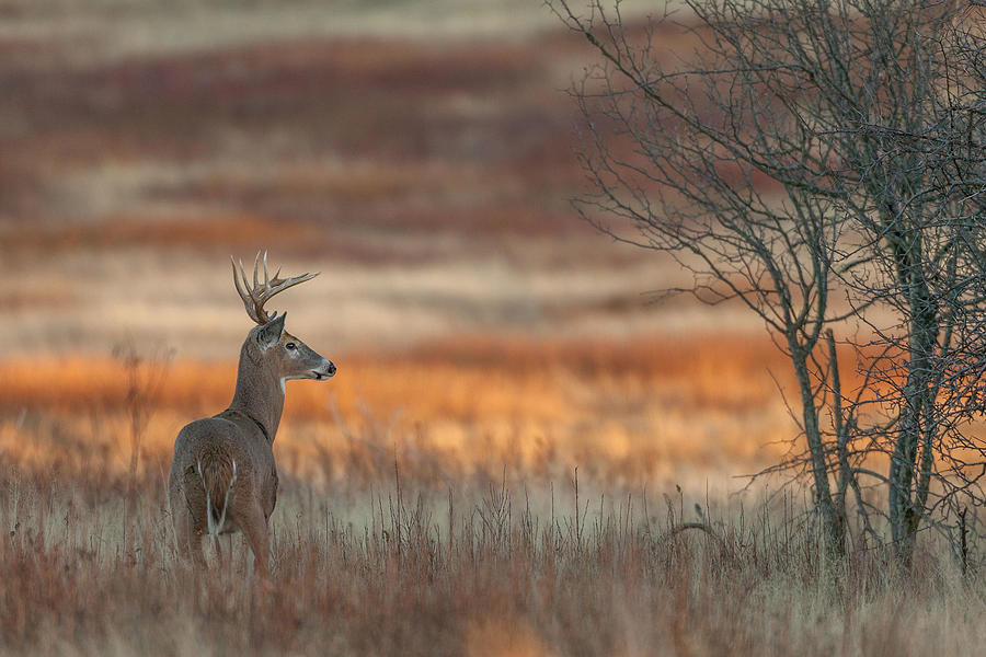 Deer Photograph - Last Light by Nick Kalathas