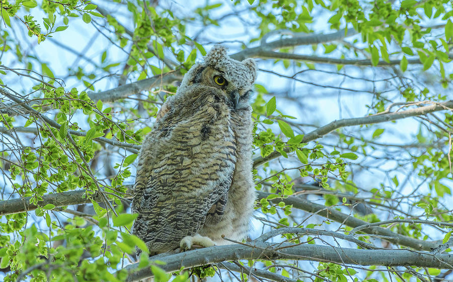 Last Light On Fledgling Great-Horned Owl Photograph by Yeates Photography