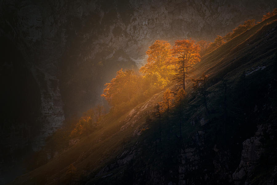 Last Light On The Trees Photograph by Ales Krivec