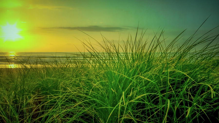 Last Light Through the Coastal Grasses Photograph by Don Schwartz