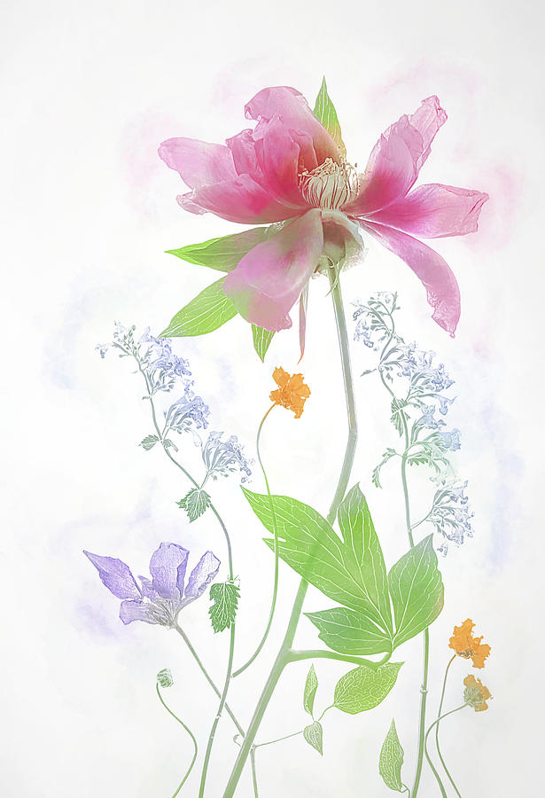 Flower Photograph - Last Peony by Fangping Zhou