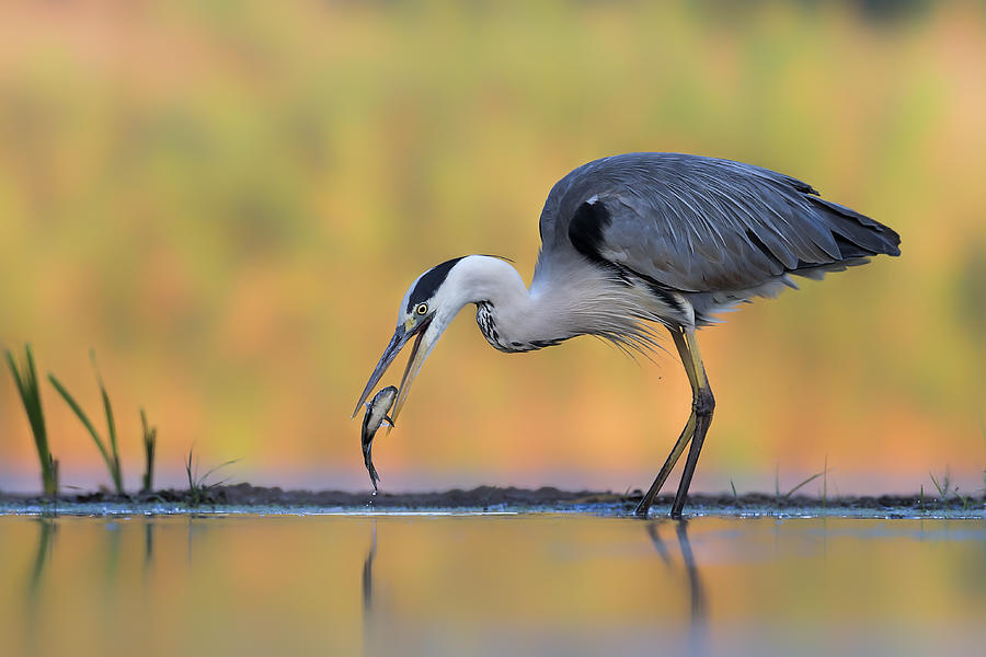 Heron Photograph - Last Talk by Jun Zuo