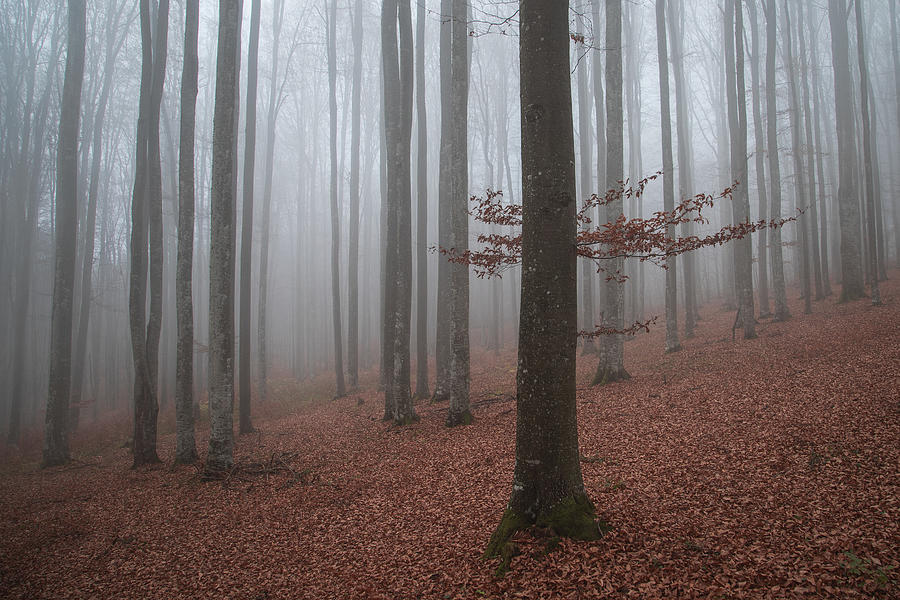 Last Trace Of Fall Photograph by Alexandru Ionut Coman