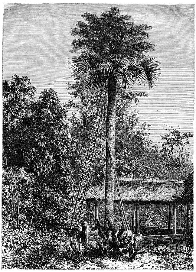 Latanier Palm, Andaman Islands, 19th Drawing by Print Collector