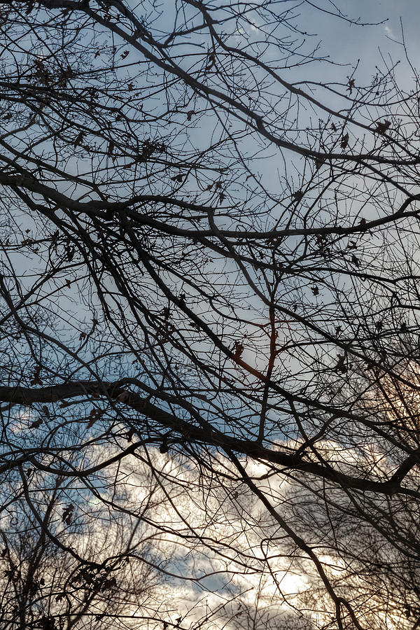 Late Afternoon Clouds Sky and Trees Photograph by Robert Ullmann