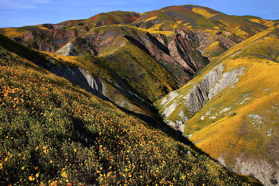 Late afternoon light hits the wildlflower hills of Carrizo Plain National Monument Photograph by Jetson Nguyen