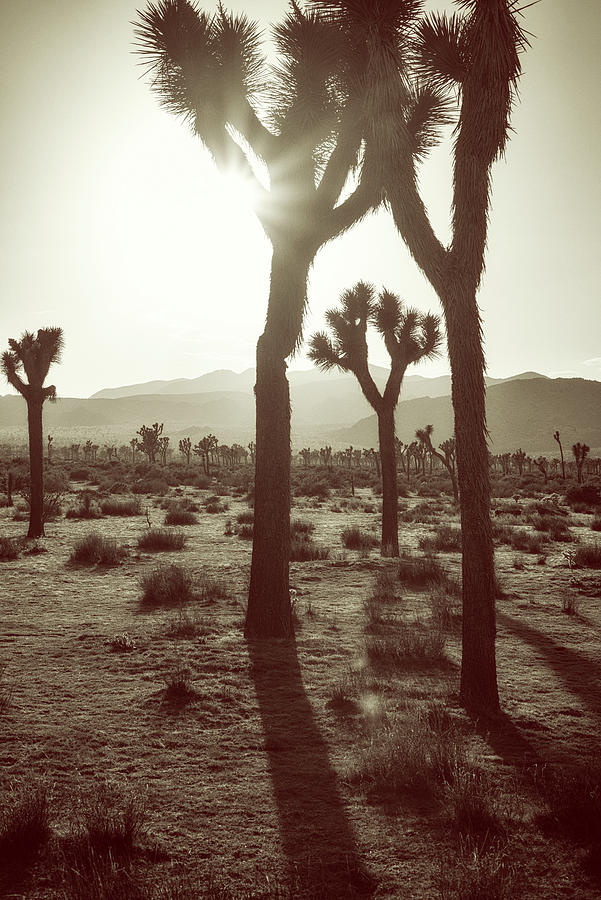 Joshua Tree National Park Photograph - Late Afternoon Sepia by Joseph S Giacalone