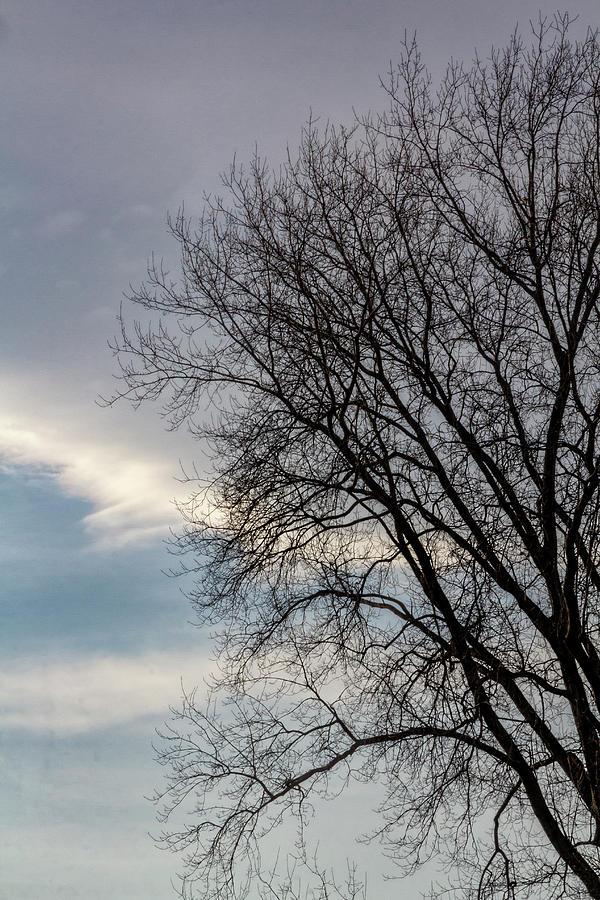 Late Afternoon Sky Trees And Clouds Photograph