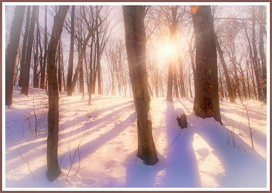 Late Afternoon Sunburst, Snowy Forest Photograph by A Macarthur Gurmankin