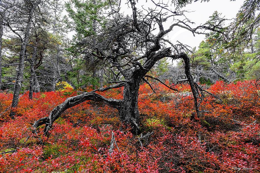 Acadia National Park Photograph - Late Autumn Forest Still Life by Marty Saccone