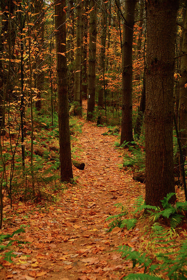 Late Autumn in Green Mountain Forest Photograph by Raymond Salani III