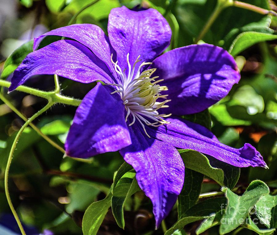 Late Blooming Clematis Photograph by Cindy Treger - Pixels