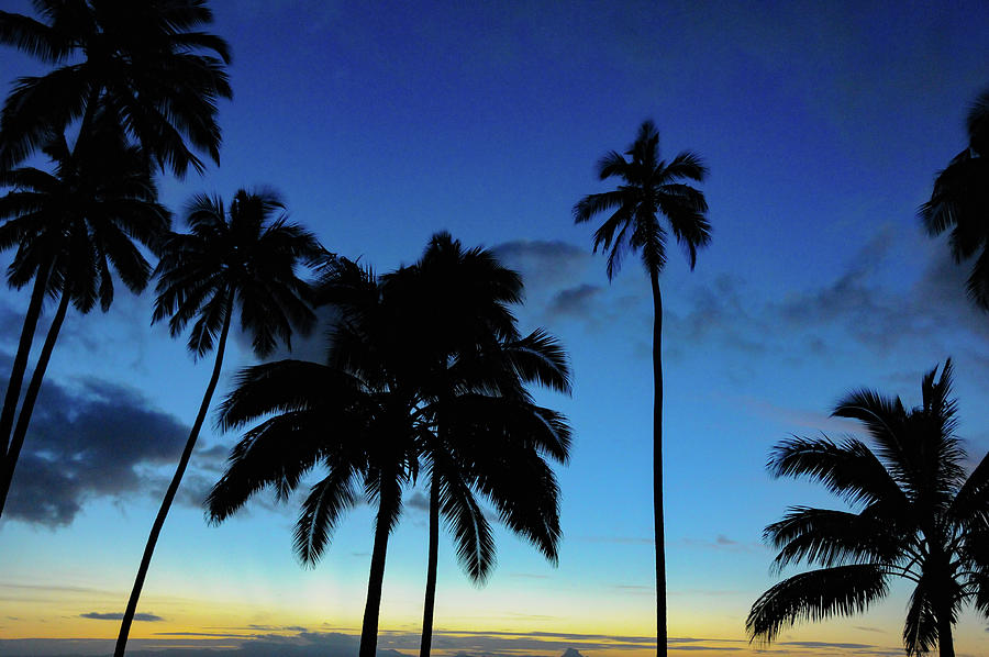Late Dusk With A View Of Palm Trees And The Tropical Sky, Savusavu, Fiji Islands Photograph by Torsten Rathjen